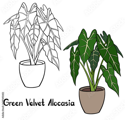 A picture of a house plant in a planter. Vector outline illustration drawings of coloured indoor plant in a flowerpot isolated on a white background.  Alocasia Plant with a handwriting caption