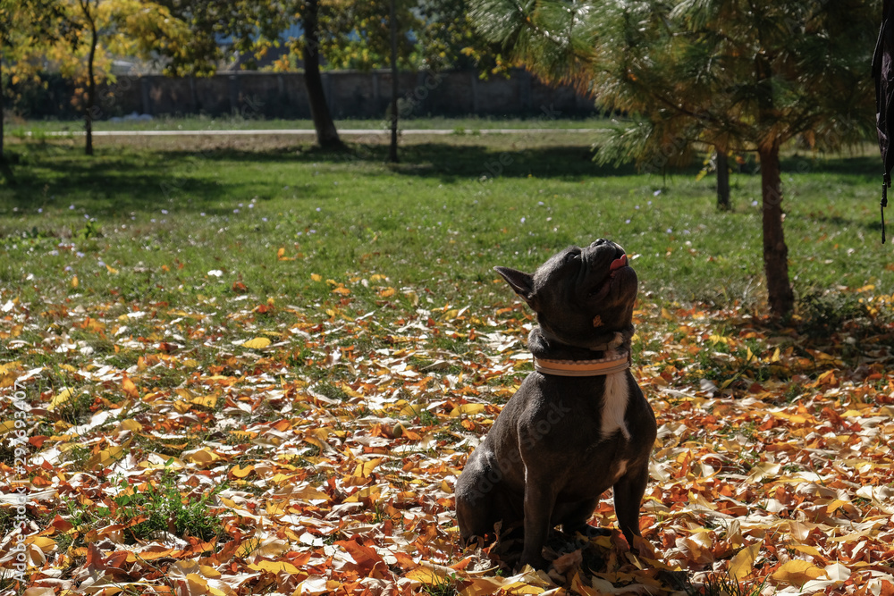 bulldog in autumn park