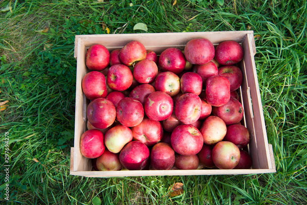 Farming concept. Apples red ripe fruits in wooden box on grass. Apple harvest concept. Ripe organic fruits in garden. Autumn fruit and vitamin. Apples harvest. Fall apples harvest in rustic box Farming concept. Apples red ripe fruits in wooden box on grass. Apple harvest concept. Ripe organic fruits in garden. Autumn fruit and vitamin. Apples harvest. Fall apples harvest in rustic box