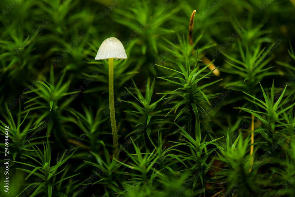 A mushroom (Mycena epipterygia) betweens plants A mushroom (Mycena epipterygia) betweens plants