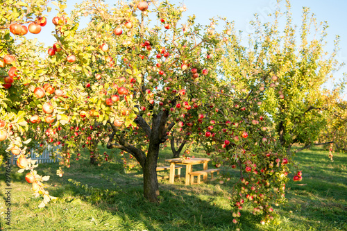 Garden at backyard. Rich harvest concept. Apples red ripe fruits on branch sky background. Apples harvesting fall season. Gardening and harvesting. Autumn apples harvesting season. Homegrown fruits