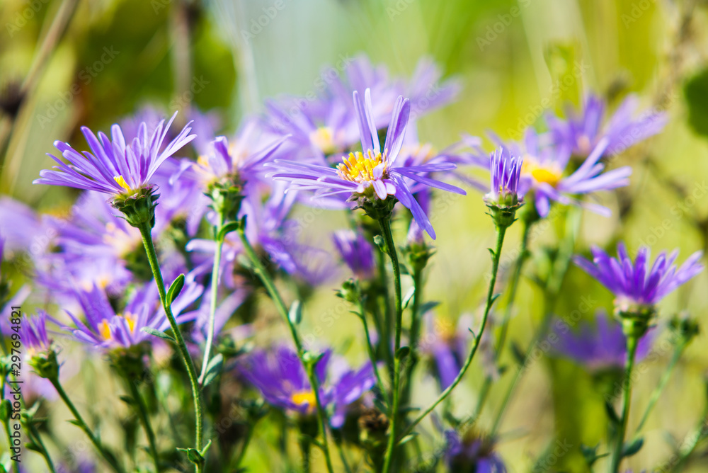 Fototapeta premium purple flowers in the garden