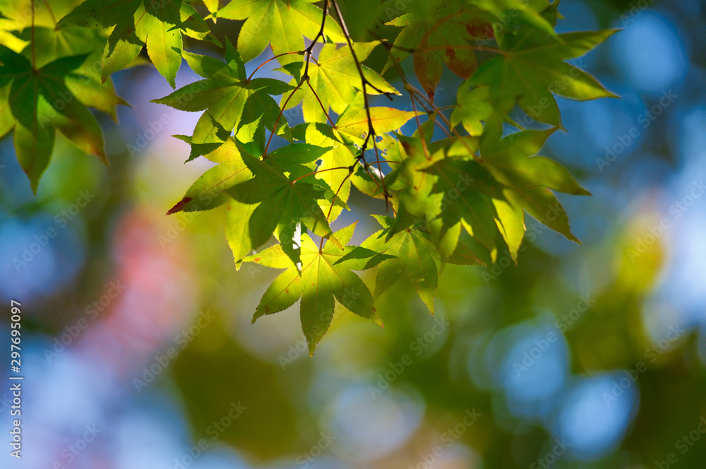 Obraz premium 紅葉