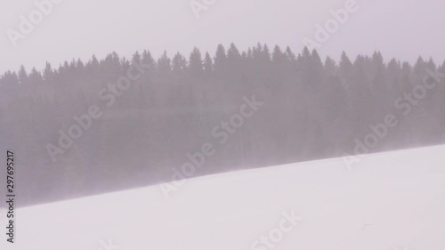 Low Visibility Snowstorm with Silhouettes of Pine Trees in Background photo