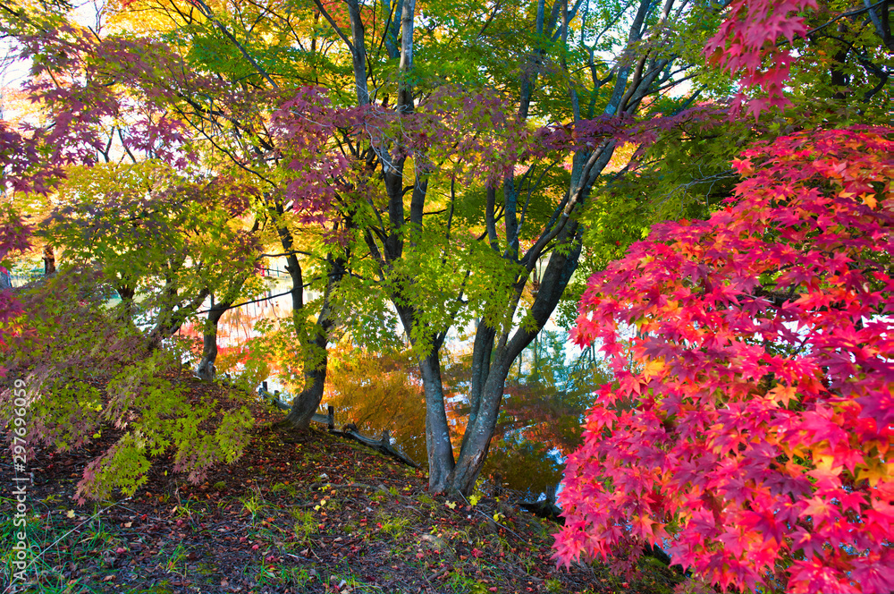 Naklejka premium 清水公園の紅葉