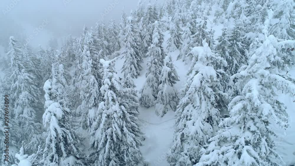 Winterland, fly over fir tree in the snowstorm. Cold, carpatian. Winterland, fly over fir tree in the snowstorm. Cold, carpatian.