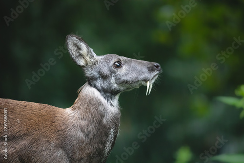 Siberian musk deer with long fangs. Close-up portrait of cute male musk deer with terrible sharp tusks in summer forest.