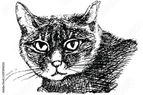 Black and white ink sketch of a whisker cat portrait vector illustration