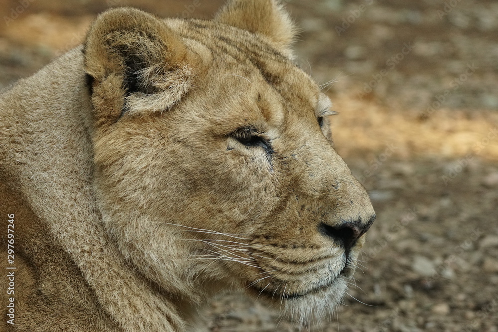 Obraz premium インドライオン