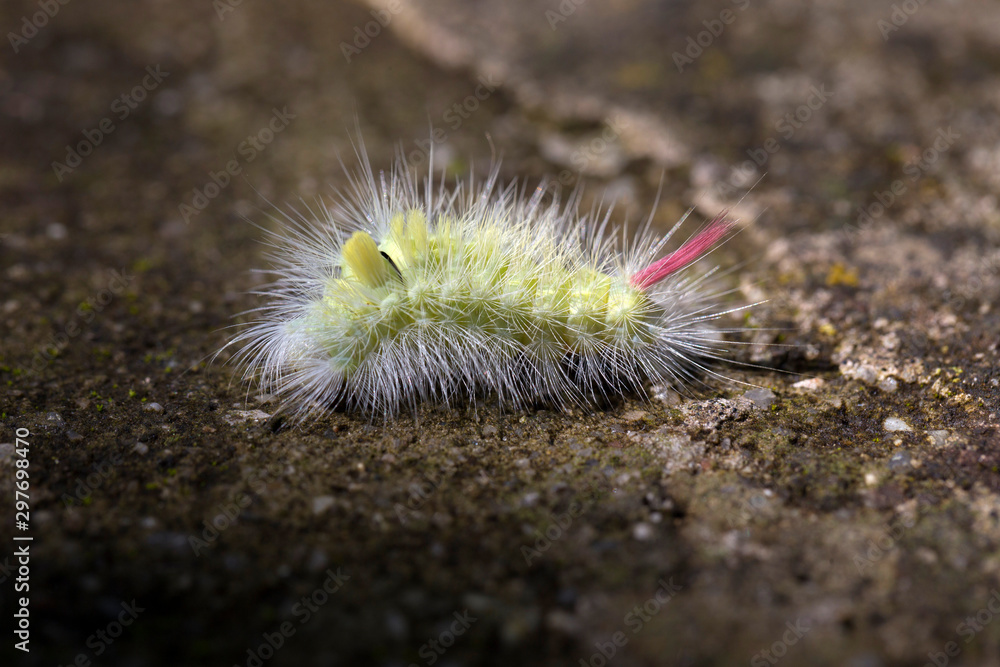Poisonous pest caterpillar of Moth Calliteara pudibunda Poisonous pest caterpillar of Moth Calliteara pudibunda