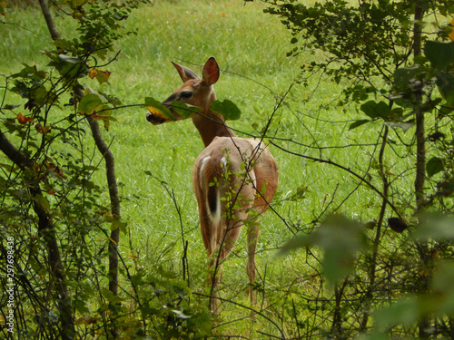 fallow deer in the forest