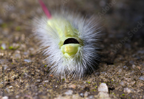 Poisonous pest caterpillar of Moth Calliteara pudibunda photo