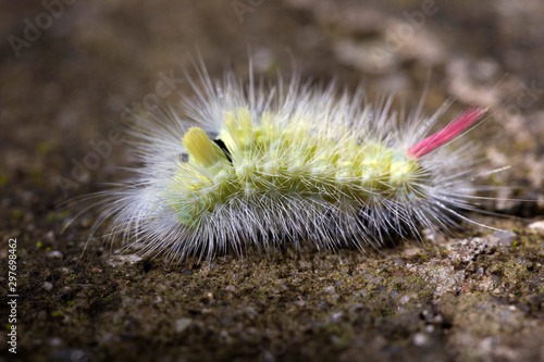 Poisonous pest caterpillar of Moth Calliteara pudibunda photo