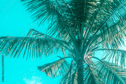 Fototapeta Naklejka Na Ścianę i Meble -  coconut tree  with blue sky nature background