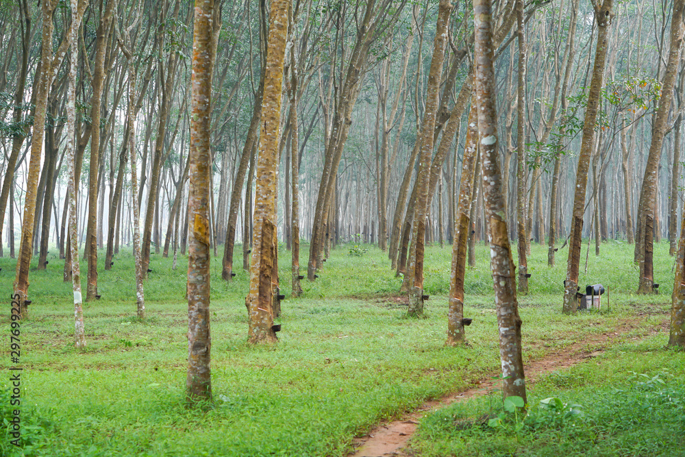 rubber plantation in Thailand - obrazy, fototapety, plakaty 