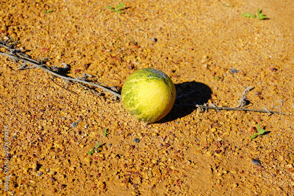 View Of Wild Paddy Melon citrullus Lanatus An Invasive Species view-of-wild-paddy-melon-citrullus-lanatus-an-invasive-species