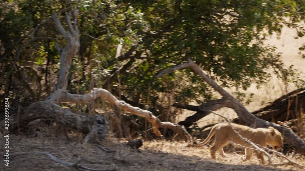 Two young lion cubs walk down hill, bouncing and happy - slow motion Two young lion cubs walk down hill, bouncing and happy - slow motion