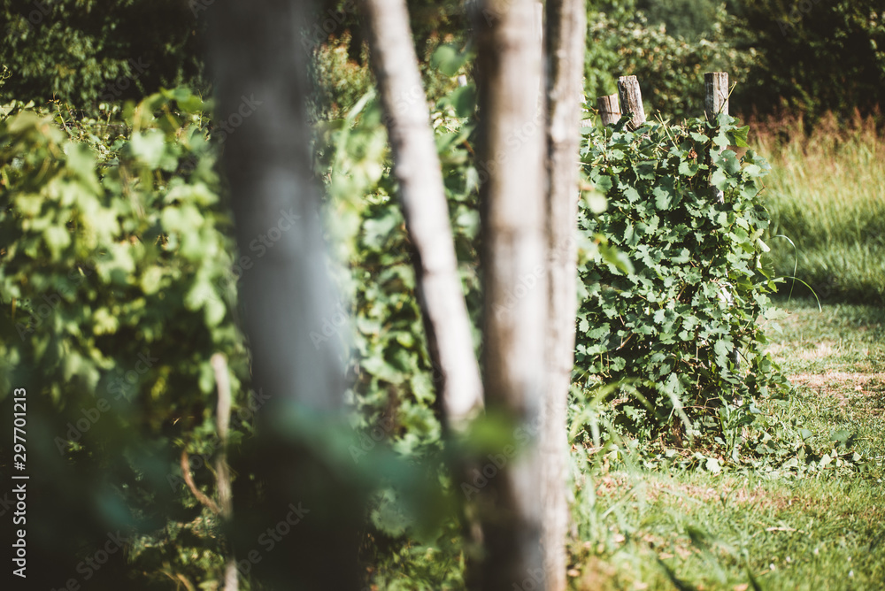 Naklejka premium Rows in the vineyard