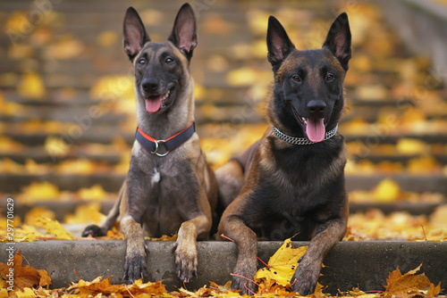 Two young Belgian Shepherd Malinois dogs (male and female) with collars lying down together on the stairs around fallen maple leaves in autumn park