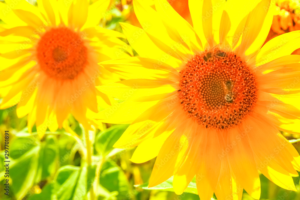 a field of blooming sunflowers against a colorful sky a field of blooming sunflowers against a colorful sky