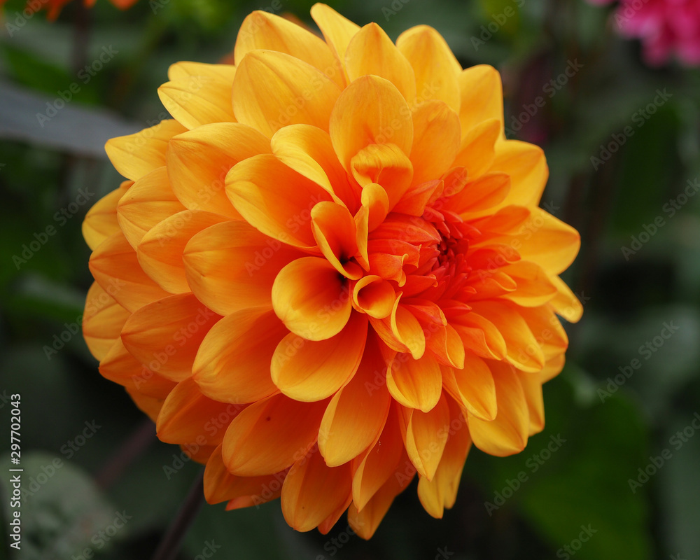 Beautiful orange Dahlia 'David Howard' flower in a summer garden Beautiful orange Dahlia 'David Howard' flower in a summer garden