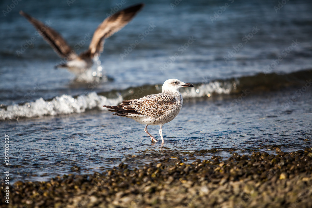Seagull flying and landing with open wings on the beach Seagull flying and landing with open wings on the beach