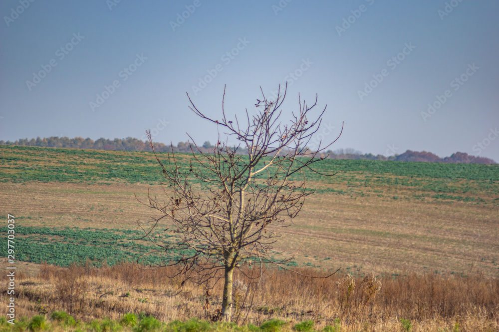 Obraz premium Tree among the field in the autumn afternoon