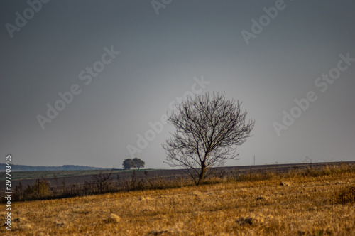 Tree among the field in the autumn afternoon