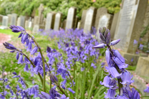 Fotografía Blue bells in graveyard