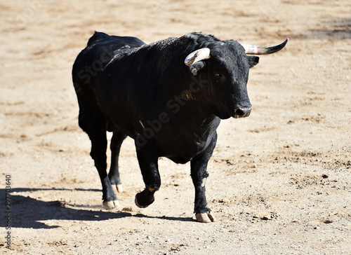 toro con grandes cuernos