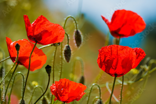 red poppies on background of blue sky