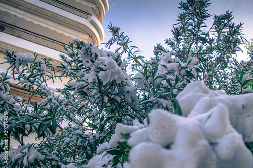 snowy winter tree
