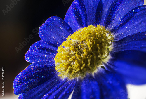 closeup of blue flower