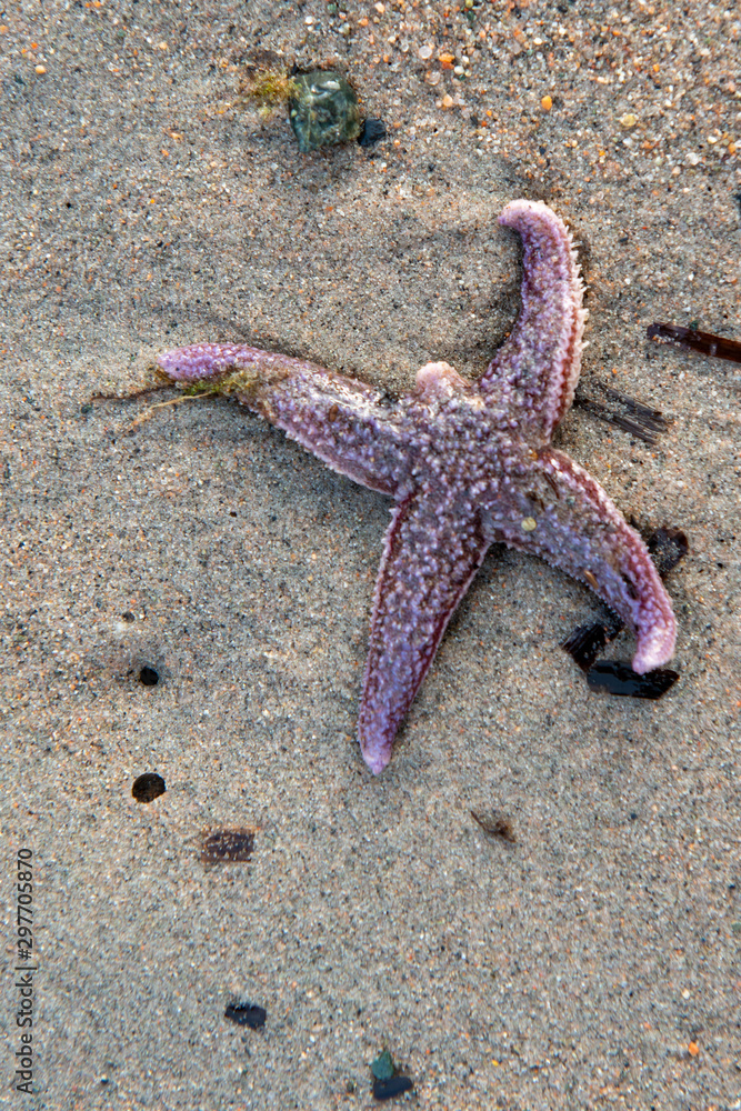 Pisaster ochraceus is a purple starfish with four stout rays. The fish is missing one leg. An aquatic marine animal has died lying on a sandy beach. There's seaweed in small pieces near the starfish. Pisaster ochraceus is a purple starfish with four stout rays. The fish is missing one leg. An aquatic marine animal has died lying on a sandy beach. There's seaweed in small pieces near the starfish.