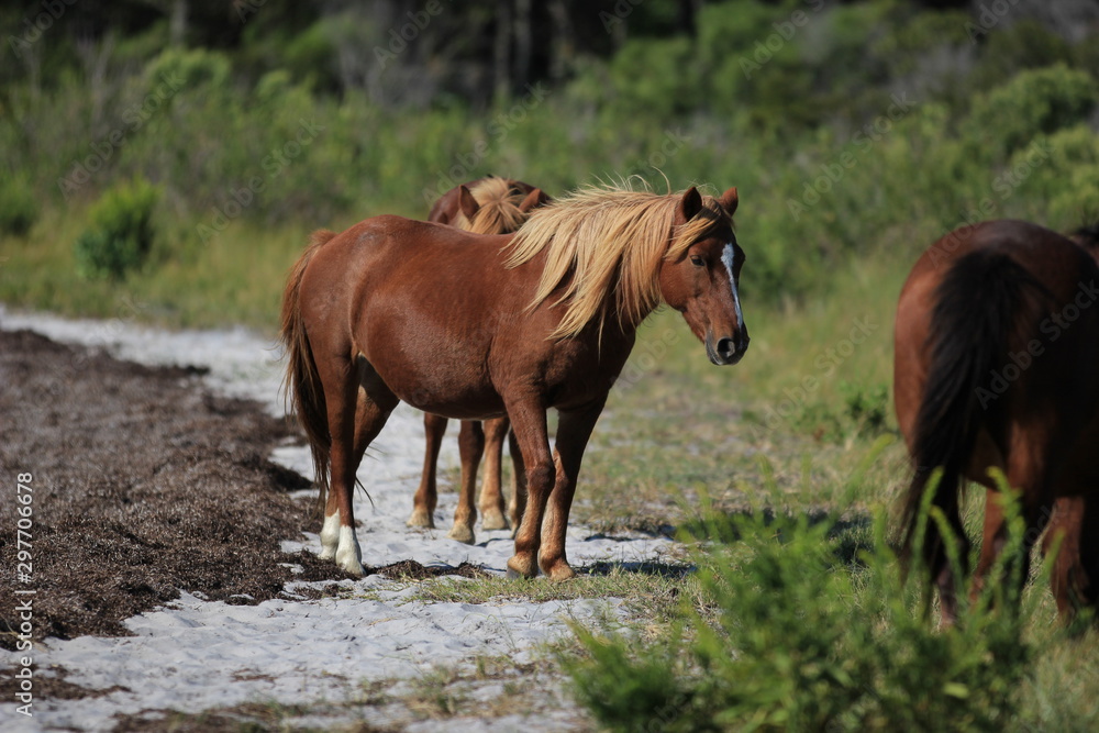 Wild Pony in the field