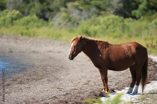 Wild Pony in the field