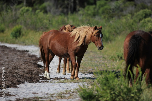Wild Pony in the field © Joel