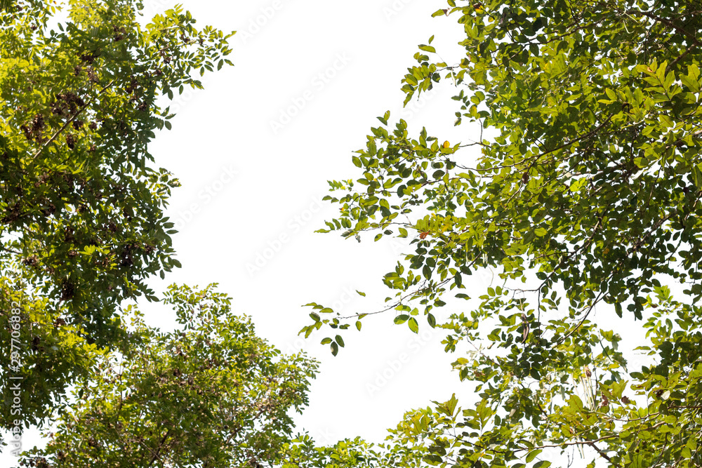 Obraz premium green leaf from big tree in forest
