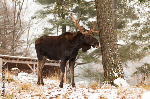 A lone male moose in winter