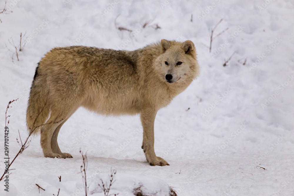 Naklejka premium An Arctic Wolf in winter