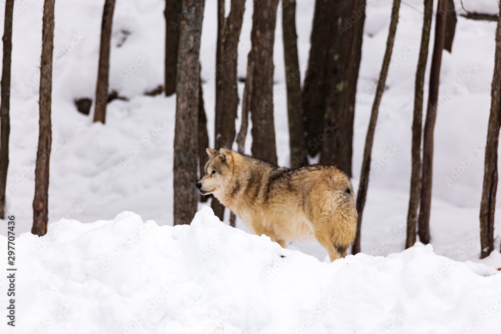 Naklejka premium An Arctic Wolf in winter