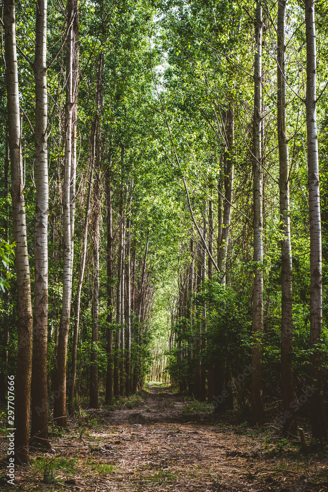 Obraz premium path in forest