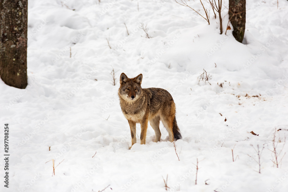 Coyote(s) in a winter scene Coyote(s) in a winter scene