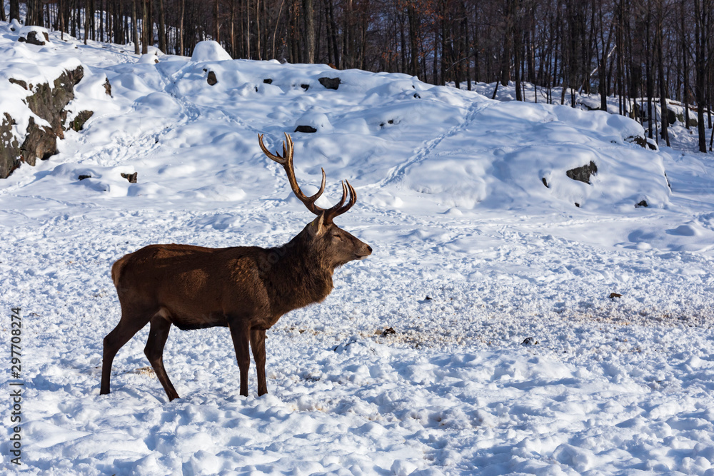 An elk in a winter scene An elk in a winter scene