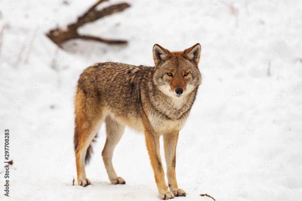 Fototapeta premium Coyote(s) in a winter scene