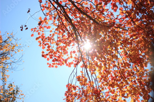 Sun rays through leaves