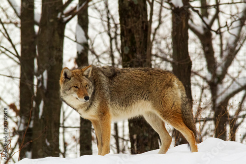 Coyote s  in a winter scene