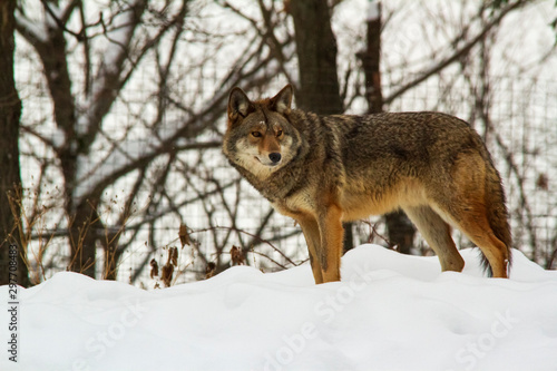 Coyote(s) in a winter scene © Joe