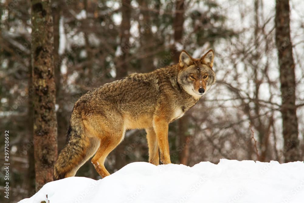 Coyote(s) in a winter scene Coyote(s) in a winter scene