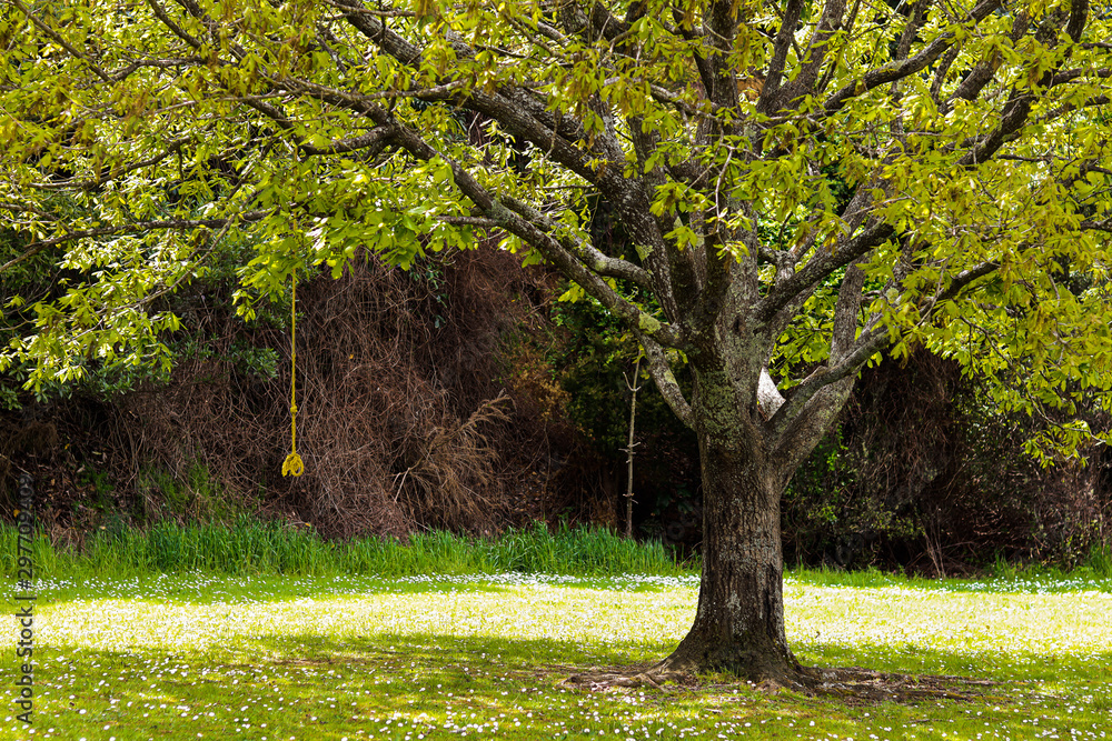 peaceful atmosphere under tree field in the nature peaceful atmosphere under tree field in the nature